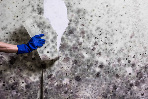 Best Residential Mold Remediation in Cajahs Mountain, NC