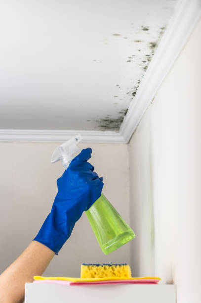Best Bathroom Mold Remediation in Cajahs Mountain, NC